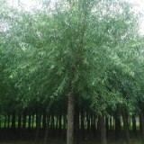 济南柳树