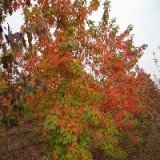 优秀的美国红枫品种‘秋日梦幻’