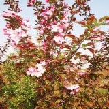 【山东】最新的北美海棠报价-潍坊宏昇观赏果树