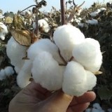 新疆棉花种子