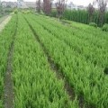 扶芳藤种植基地，黄杨种植基地，龙柏种植基地-昌盛