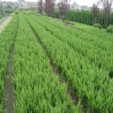 扶芳藤种植基地，黄杨种植基地，龙柏种植基地-昌盛