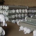 天津塑料钢丝网
