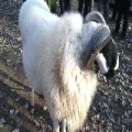 成立牧业小尾寒羊价格特大优惠中，并为您提供更新小尾寒羊价格