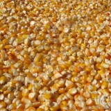 玉米小麦大豆高粱粕类