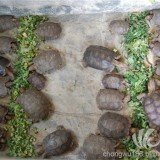 陆龟黑靴陆龟靴脚陆龟多少钱