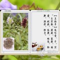 自選優(yōu)質(zhì)夏枯草