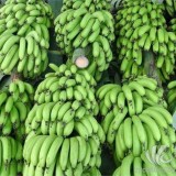 广东香蕉全国销售 香蕉生产基地