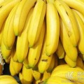 广东香蕉湛江产地 全国最大香蕉地