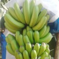 广东香蕉代办 湛江香蕉产地