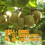 广元猕猴桃苗种植技术，广元猕猴桃