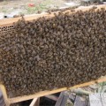 蜂群、箱蜂、中蜂、种蜂群