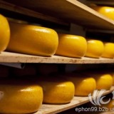 荷兰进口奶酪