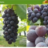 早熟葡萄新品种