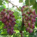 晚熟葡萄新品种