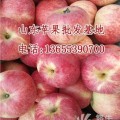 山东红富士苹果价格,