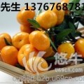 南丰蜜桔
