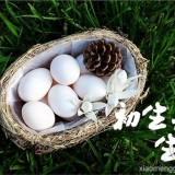 广州鸽子蛋价格,【小孟鸽】中国互