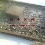 泥鳅繁殖水花养殖技术