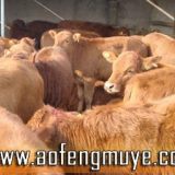 四川养牛养牛政策广西肉牛养殖场