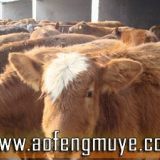 肉羊饲料养牛的技术肉牛养殖前景分