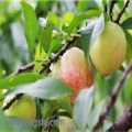 丰光油桃 油桃基地 各种油桃寻求代销·