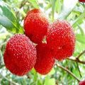 脉冲节能保鲜技术
