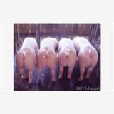 杜洛克价格|保定生猪养殖