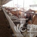 西门塔尔小牛犊价格 低价供应