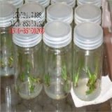 菌苗培育玻璃瓶