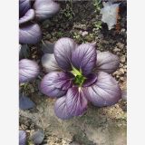 紫色油菜种子