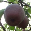 意大利黑梨种苗
