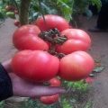 粉霸二号西红柿种苗