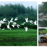 生态农业开发项目-下渚湖湿地1