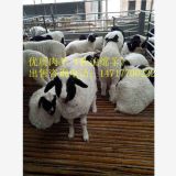 东北绵羊养殖场