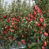 【商家推广】红富士苹果树苗 烟台苹果树苗