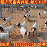 北京哪里有杜泊羊养殖场/价格便宜