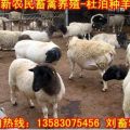 上海哪里有小尾寒养殖场/价格便宜