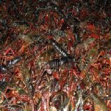 合肥网箱养殖龙虾