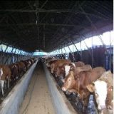 鲁西黄牛养殖基地