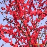 菏澤【4公分】紅葉碧桃價格|供應(yīng)【在線點擊】