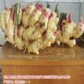 生姜种植基地-青州东夏绿田瓜菜合作社