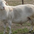 杜泊羊养殖,萨福克羊养殖
