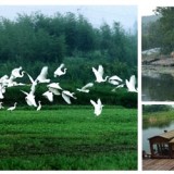 生态农业开发项目-下渚湖湿地4-