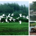 生态农业开发项目-下渚湖湿地5-