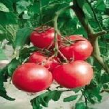 番茄种苗