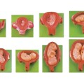 妊娠胚胎發(fā)育過程模型（8件/套）