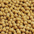 全国最低价黄豆出售