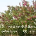 香花槐樹苗，規(guī)格齊全、低價(jià)出售