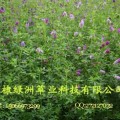 香花槐